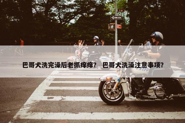 巴哥犬洗完澡后老抓痒痒？ 巴哥犬洗澡注意事项？
