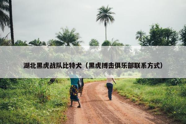 湖北黑虎战队比特犬（黑虎搏击俱乐部联系方式）