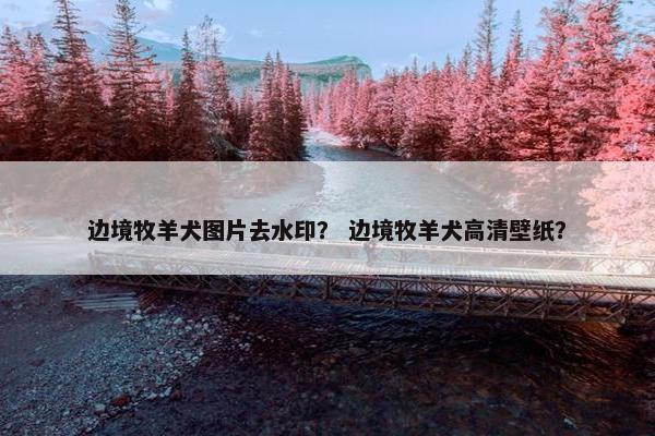 边境牧羊犬图片去水印？ 边境牧羊犬高清壁纸？