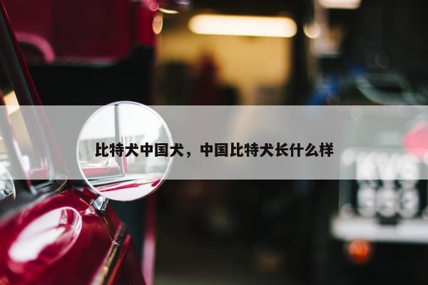 比特犬中国犬，中国比特犬长什么样
