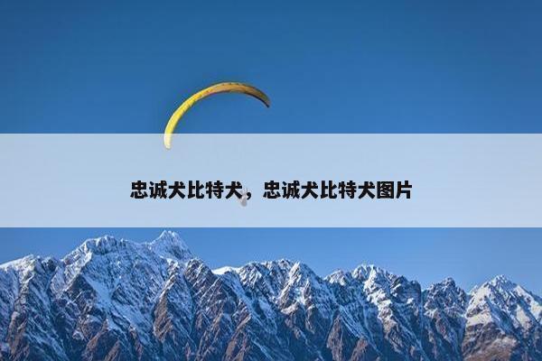 忠诚犬比特犬，忠诚犬比特犬图片