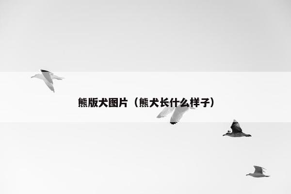 熊版犬图片（熊犬长什么样子）