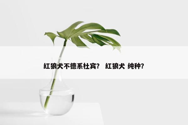 红狼犬不德系杜宾？ 红狼犬 纯种？