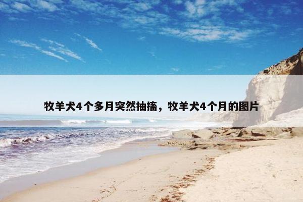 牧羊犬4个多月突然抽搐，牧羊犬4个月的图片