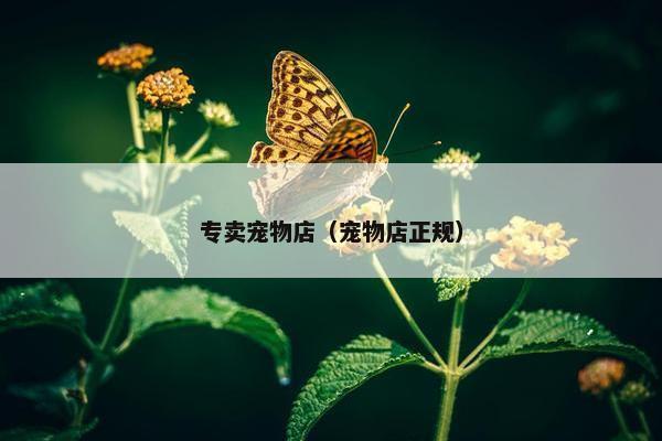 专卖宠物店（宠物店正规）