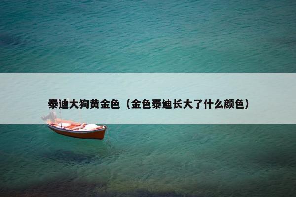 泰迪大狗黄金色（金色泰迪长大了什么颜色）