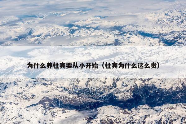 为什么养杜宾要从小开始（杜宾为什么这么贵）