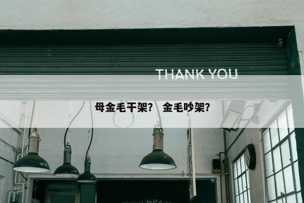 母金毛干架？ 金毛吵架？