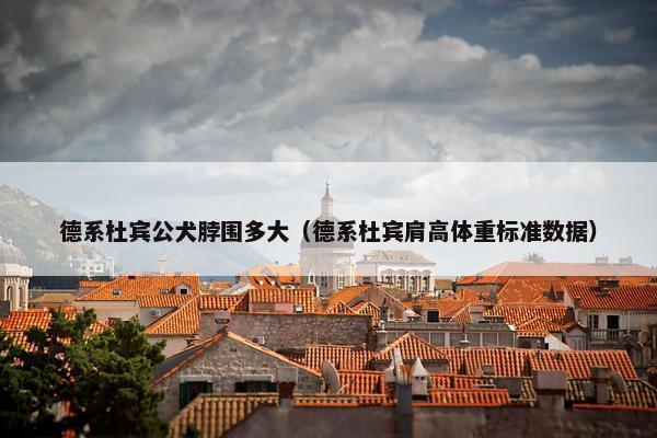 德系杜宾公犬脖围多大（德系杜宾肩高体重标准数据）