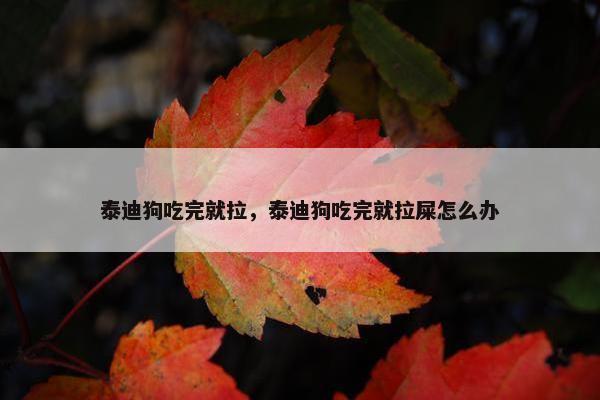 泰迪狗吃完就拉，泰迪狗吃完就拉屎怎么办