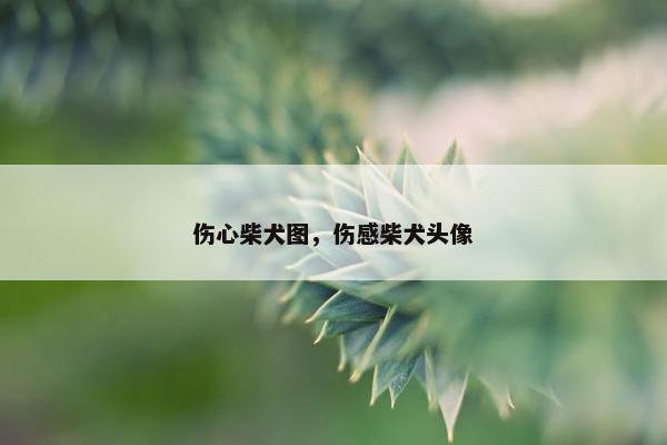 伤心柴犬图，伤感柴犬头像
