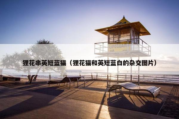 狸花串英短蓝猫（狸花猫和英短蓝白的杂交图片）