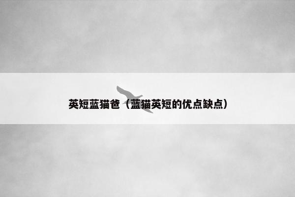 英短蓝猫爸（蓝猫英短的优点缺点）