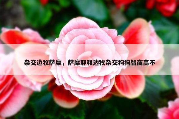 杂交边牧萨摩，萨摩耶和边牧杂交狗狗智商高不
