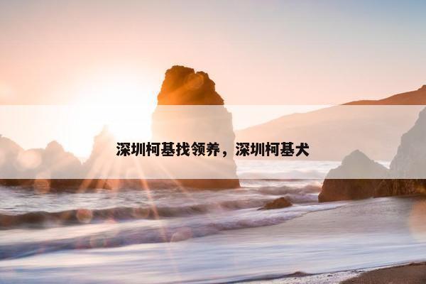 深圳柯基找领养，深圳柯基犬
