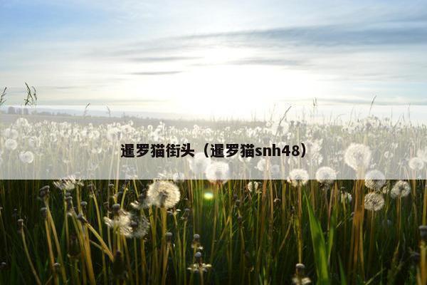 暹罗猫街头（暹罗猫snh48）