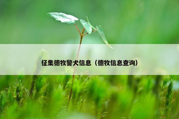 征集德牧警犬信息（德牧信息查询）