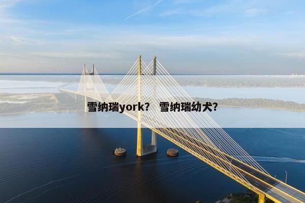 雪纳瑞york？ 雪纳瑞幼犬？