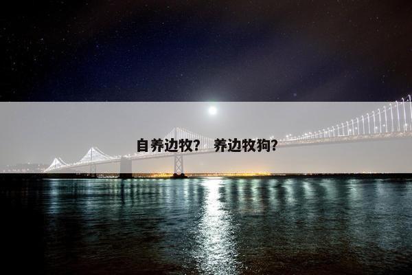 自养边牧？ 养边牧狗？