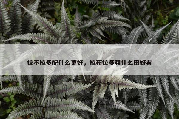 拉不拉多配什么更好，拉布拉多和什么串好看
