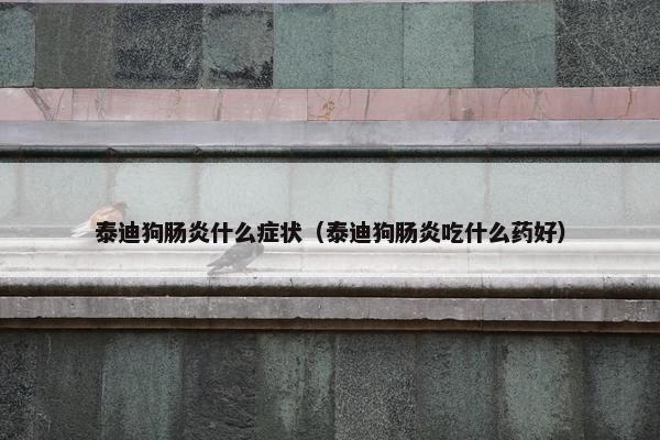 泰迪狗肠炎什么症状（泰迪狗肠炎吃什么药好）