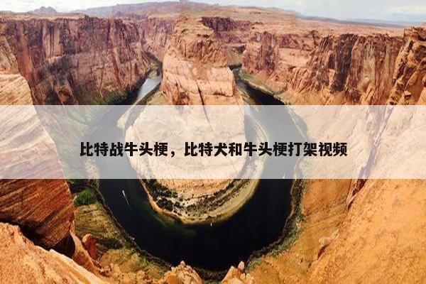 比特战牛头梗，比特犬和牛头梗打架视频