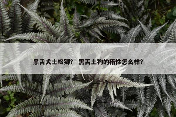 黑舌犬土松狮？ 黑舌土狗的猎性怎么样？
