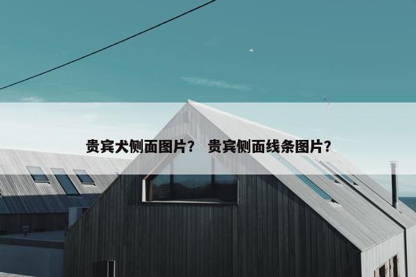 贵宾犬侧面图片？ 贵宾侧面线条图片？