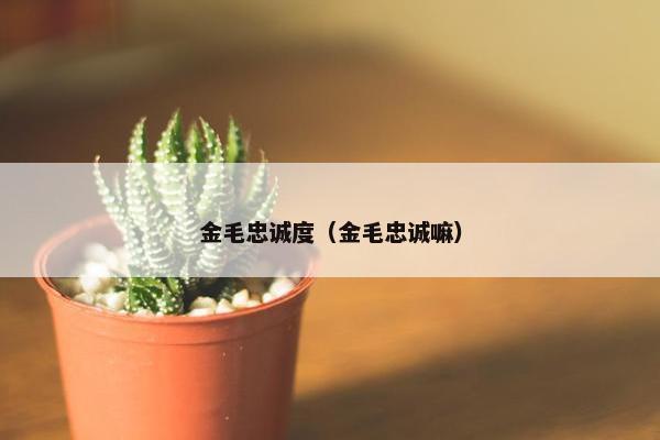 金毛忠诚度（金毛忠诚嘛）