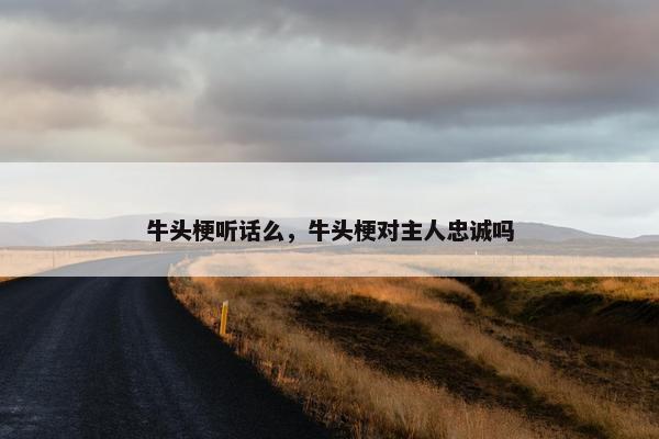 牛头梗听话么，牛头梗对主人忠诚吗