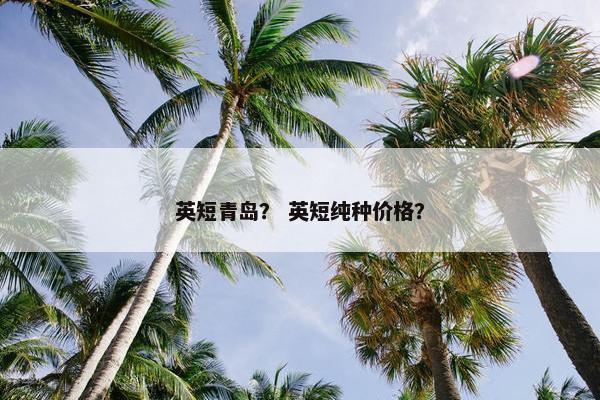 英短青岛？ 英短纯种价格？