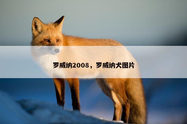 罗威纳2008，罗威纳犬图片