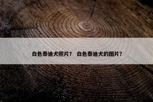 白色泰迪犬照片？ 白色泰迪犬的图片？