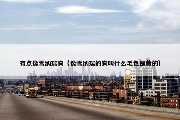 有点像雪纳瑞狗(像雪纳瑞的狗叫什么毛色是黄的)
