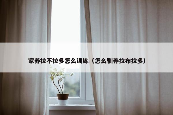 家养拉不拉多怎么训练（怎么驯养拉布拉多）