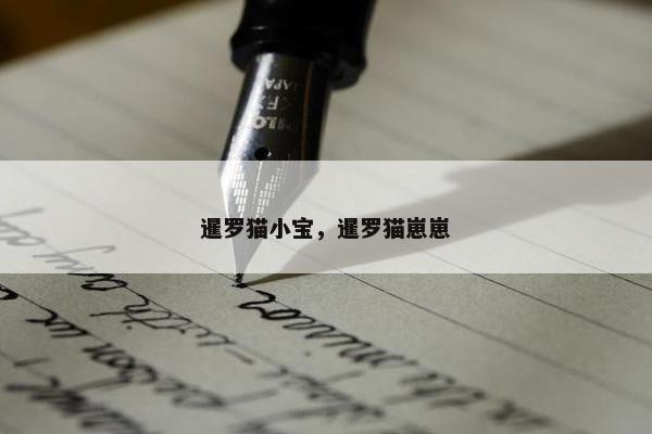 暹罗猫小宝，暹罗猫崽崽