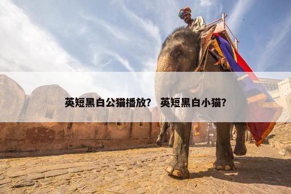 英短黑白公猫播放？ 英短黑白小猫？