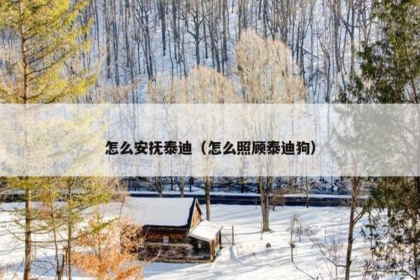 怎么安抚泰迪（怎么照顾泰迪狗）