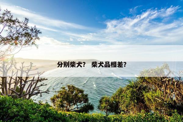 分别柴犬? 柴犬品相差?