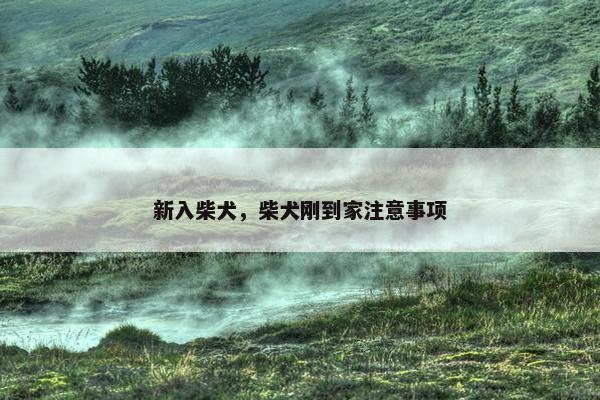 新入柴犬，柴犬刚到家注意事项