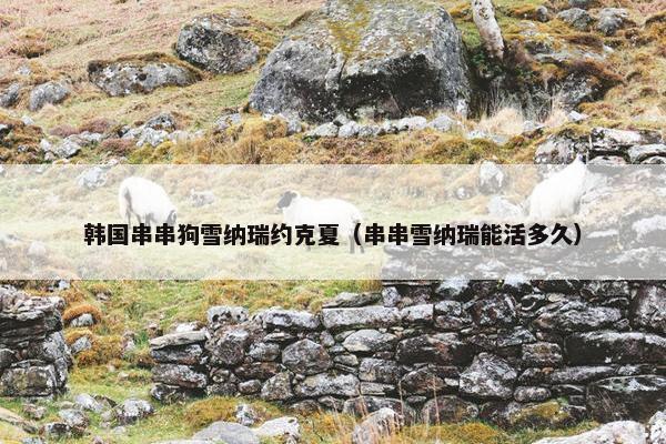 韩国串串狗雪纳瑞约克夏（串串雪纳瑞能活多久）