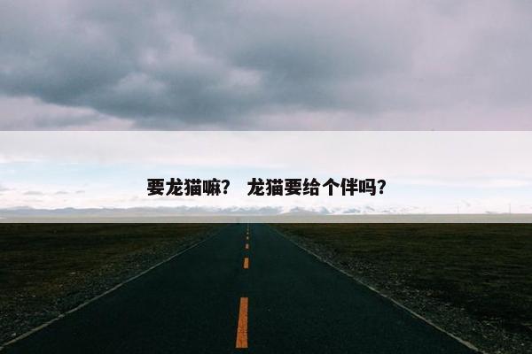要龙猫嘛？ 龙猫要给个伴吗？