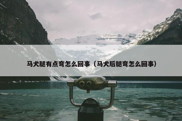 马犬腿有点弯怎么回事(马犬后腿弯怎么回事)