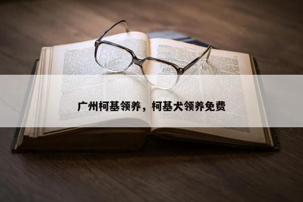 广州柯基领养，柯基犬领养免费