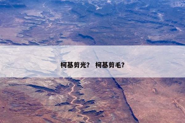 柯基剪光？ 柯基剪毛？