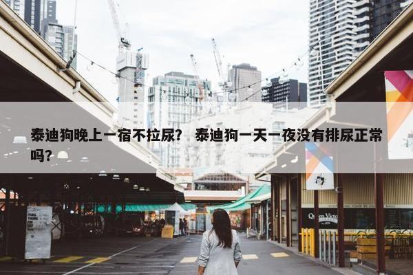 泰迪狗晚上一宿不拉尿？ 泰迪狗一天一夜没有排尿正常吗？