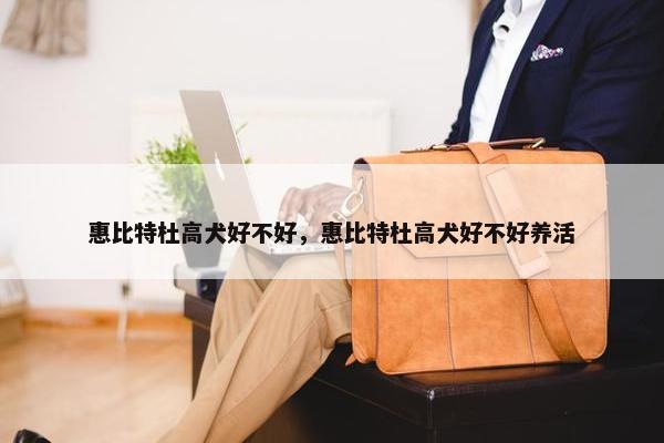 惠比特杜高犬好不好，惠比特杜高犬好不好养活
