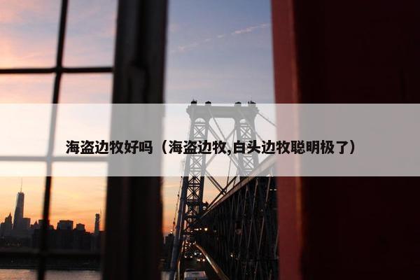 海盗边牧好吗（海盗边牧,白头边牧聪明极了）