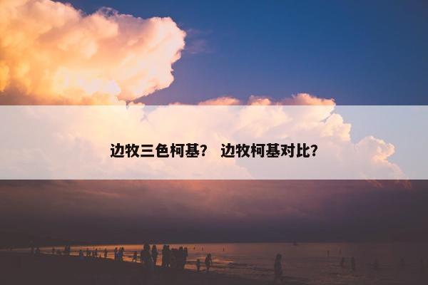 边牧三色柯基？ 边牧柯基对比？
