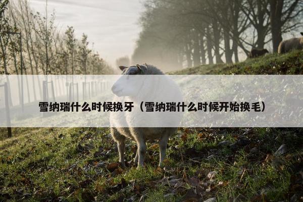 恒齿